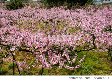  Peach blossoms 95889004