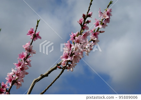 Peach blossoms Peach blossoms 95889006