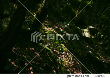 森林景觀 95889022