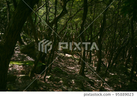 Forest landscape 95889023