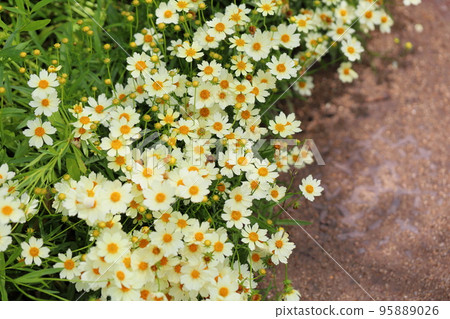 Summer small chrysanthemum 95889026