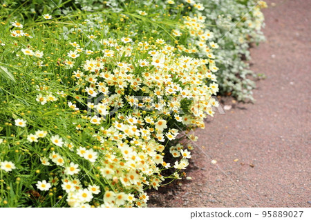 Summer small chrysanthemum Summer small chrysanthemum 95889027
