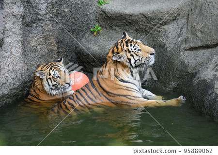 Amur tiger brother and sister guarding a ball in a pond 95889062