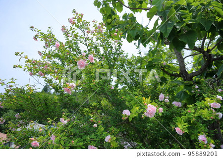 八重崎之花 95889201