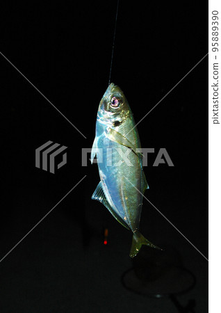 竹莢魚夜釣 竹莢魚夜釣 95889390