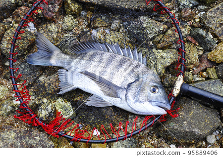 捕獲的黑鯛魚 捕獲的黑鯛魚 95889406