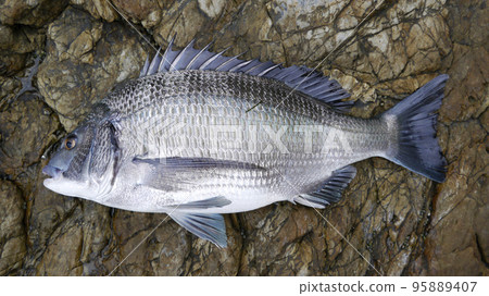 黑鯛魚 95889407
