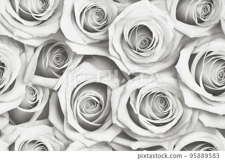 Background material: beautiful rose background 95889583