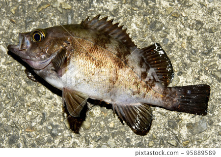 石魚朝左 石魚朝左 95889589