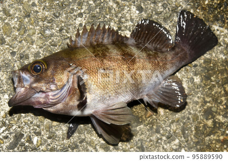 石魚朝左向下 95889590