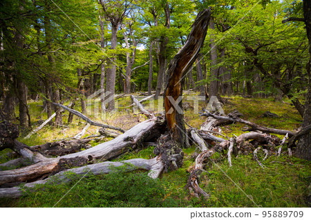 Forest and bushes near foot of Andes Forest and bushes near foot of Andes 95889709