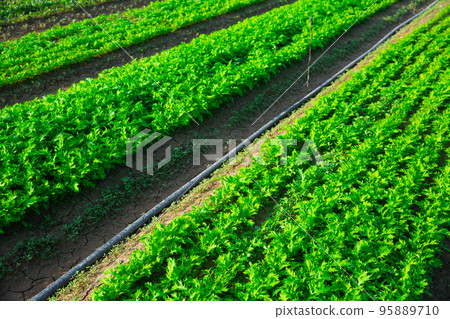 Farm field planted with ripening arugula Farm field planted with ripening arugula 95889710