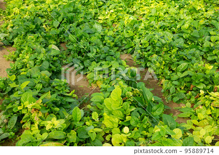 Plantation of fresh spinach in orangery 95889714