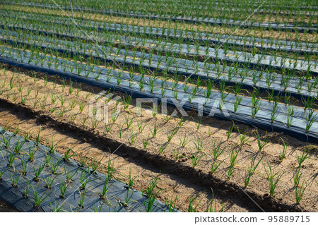 Spring onions growing in the garden Spring onions growing in the garden 95889715