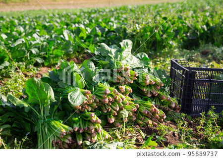 Spinach cut and prepared for transportation on a farm field 95889737