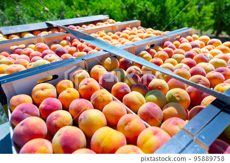 Stacks of fruit boxes with fresh ripe peaches Stacks of fruit boxes with fresh ripe peaches 95889758