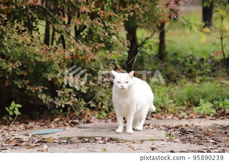 和貓一起生活 95890239