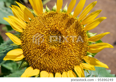 Sunflower Field Lakeside Isanuma Kawagoe City 95890249