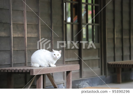 和貓一起生活 和貓一起生活 95890296