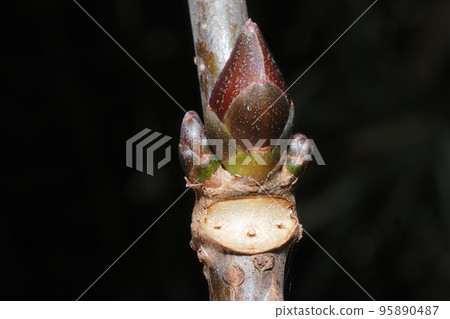 Winter buds of elder leaf scars Winter buds of elder leaf scars 95890487