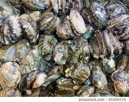 Abalone, seafood 95890576