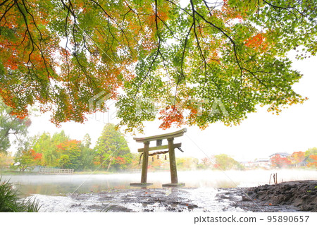 Autumn leaves and torii (Lake Kinrinko) Autumn leaves and torii (Lake Kinrinko) 95890657