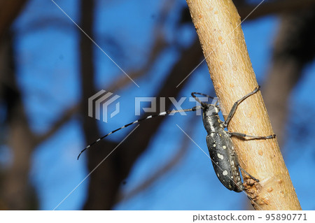 Kiboshikamikiri 95890771