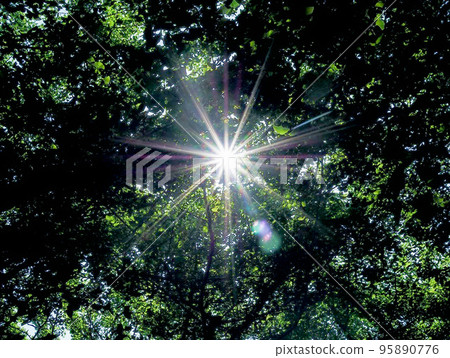 Rays of sunlight visible through the trees 95890776