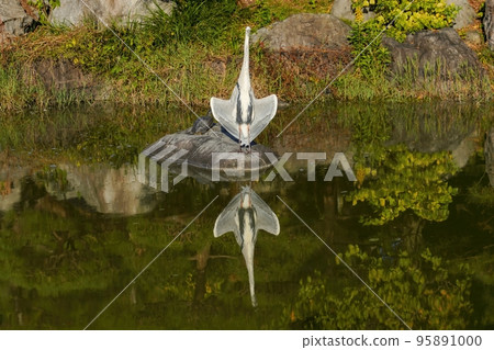 Gray heron basking in the sun Gray heron basking in the sun 95891000