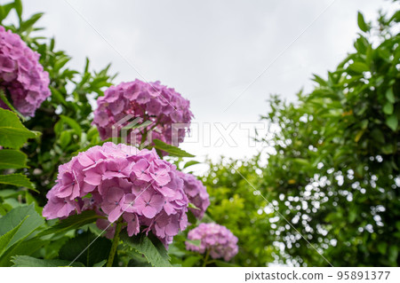 雨季天空和盛開的繡球花 雨季天空和盛開的繡球花 95891377