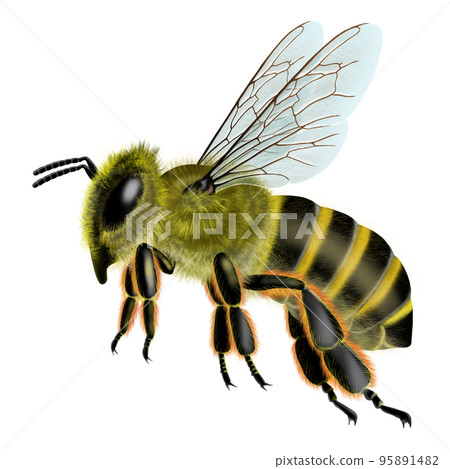 bee image 95891482