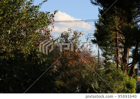 Orange persimmon fruit blooming in a Japanese autumn garden 95891640