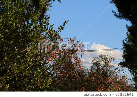 Orange persimmon fruit blooming in a Japanese autumn garden 95891641