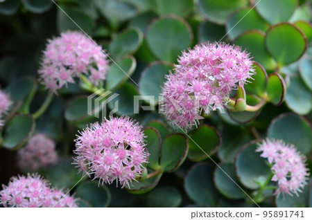 Pink Misebaya (Tamao) Pink Misebaya (Tamao) 95891741