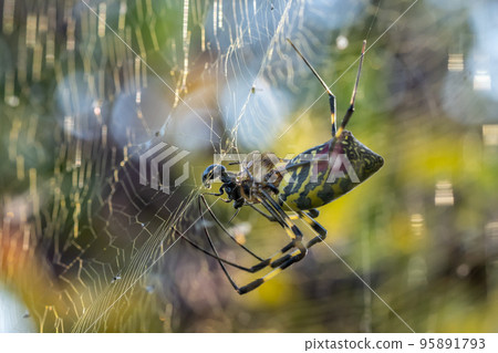 Nephila spider preying on insects Nephila spider preying on insects 95891793