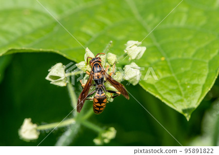 Polistes jokahamae 95891822