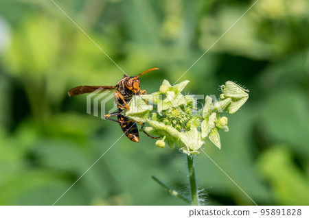 Polistes jokahamae Polistes jokahamae 95891828