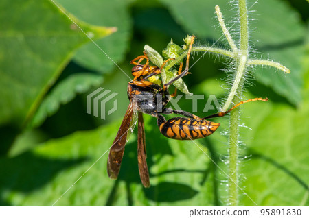 Polistes jokahamae Polistes jokahamae 95891830