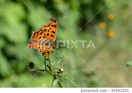 Kitateha的蜂蜜吮吸 95891835