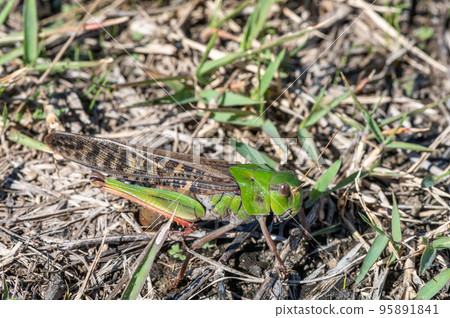 遷徙蝗蟲在土壤中產卵 95891841