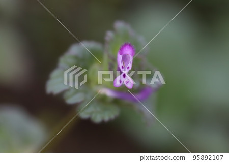 Pink flowers of Hotokenoza blooming in autumn fields in Japan Pink flowers of Hotokenoza blooming in autumn fields in Japan 95892107