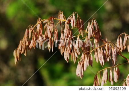 藺草果實 95892209