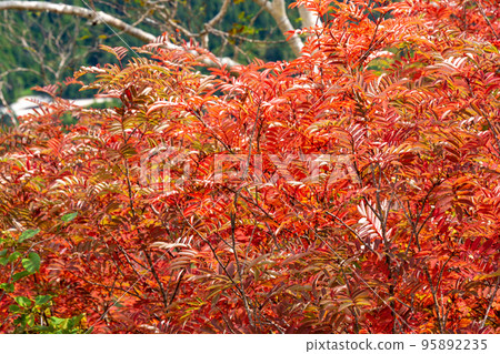 [Northern Alps] Rowan 95892235