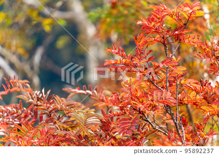 [Northern Alps] Rowan 95892237