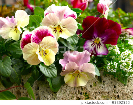 Group of pansies and cyclamen in the garden, spring flower gardening Group of pansies and cyclamen in the garden, spring flower gardening 95892533
