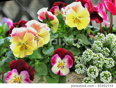 Group of pansies and cyclamen in the garden, spring flower gardening Group of pansies and cyclamen in the garden, spring flower gardening 95892534