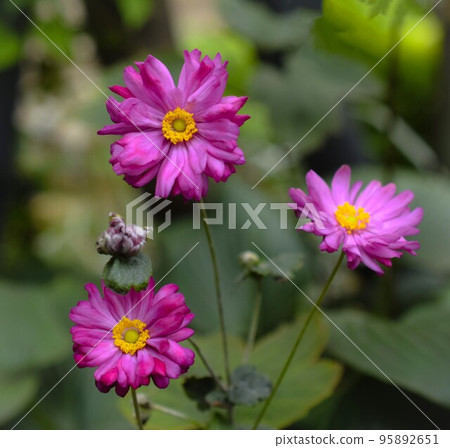 Pink double-flowered Anemone daisies in the garden, Double-flowered Autumn Ming Chrysanthemum Pink double-flowered Anemone daisies in the garden, Double-flowered Autumn Ming Chrysanthemum 95892651
