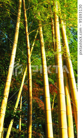 Bamboo grove scenery (Kawaguchi City, Saitama Prefecture) Bamboo grove scenery (Kawaguchi City, Saitama Prefecture) 95893130