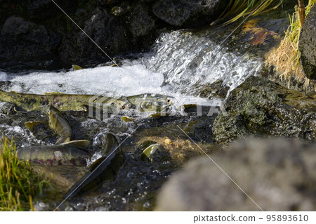 A lot of salmon running upstream 95893610
