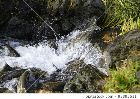 Salmon jumping upstream Salmon jumping upstream 95893611